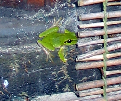 Hyla sarda o Hyla meridionalis??? Hyla anomala dall''Elba